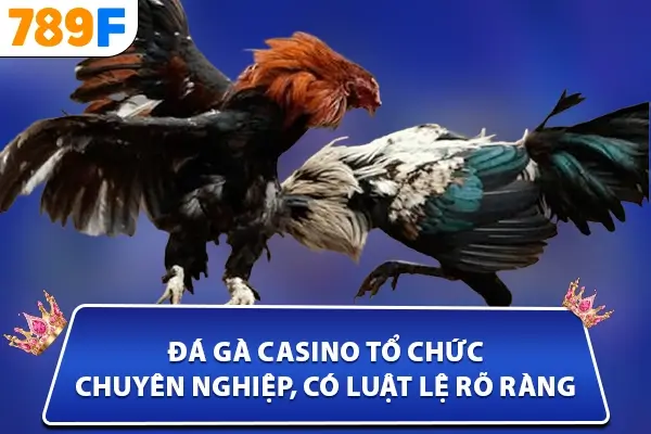 Đá gà casino - tổ chức chuyên nghiệp, có luật lệ rõ ràng